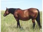 Merrill Ranch