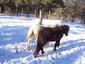 triple m ranch