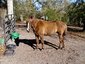 Twisted K Rescue Ranch