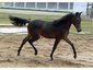 Lawrence Arabians