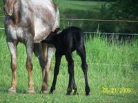 Double A Acres