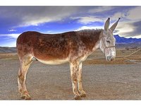 Diamond Creek Ranch