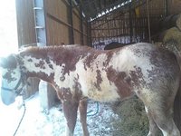 Ranch Ouellet