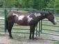 Stunner Performance Horses