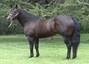 Hattum Horse Farm