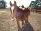 Susie's Stables
