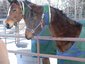 Copper Leaf Stable