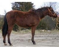 Back To Basics Equine