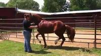 Rain Tree Equestrian Center