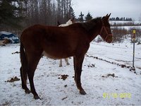 Whispers Ranch