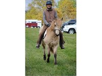 Pangaea Equestrian Services