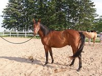 Pegasus Acres