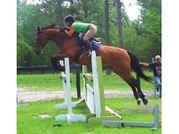 Sauer Stables Inc.