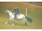Blackstone Stables