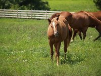 DM Performance Horses