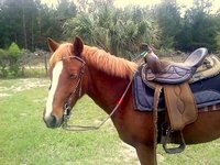 Steele Stables