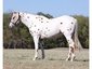 Double M Bar Ranch