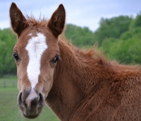 Furnace Creek Horse Farm 