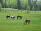 Loreth Performance Horses
