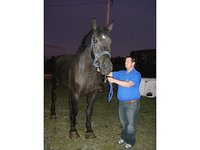 Thunderstruck percherons