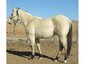 Davis Performance Horses