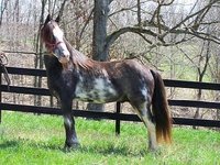 Sanctified Stables