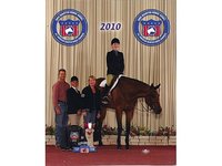 Twelve Pines Stable