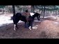 Lazy T Ranch