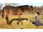 Foxwillow Farm Arabians