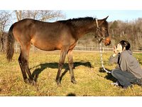 Foxwillow Farm Arabians