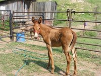 MMMules
