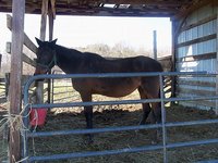 Bracken Farms