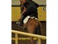 Willow Creek Stables