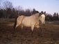 Bear Creek Stables