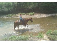 K & K Performance Horses
