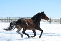 7 Lazy K Quarter Horses
