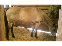 Meadowbrook Stables & Kennels