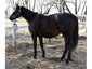 1MT Ranch