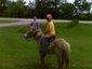 B&Bhorses