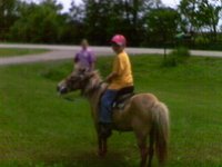 B&Bhorses