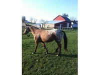 Backgrounds Farm