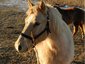 Prairieview Ponies
