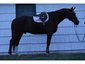 Champion Equestrian