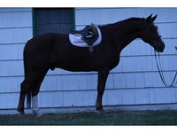Champion Equestrian