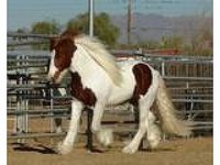 Diamond C Ranch