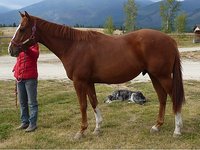 Shining Mountain Thoroughbreds