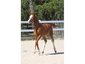 Emerald Spring Equestrian