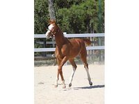 Emerald Spring Equestrian