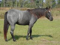 Diamond M Ranch