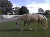Arsequus